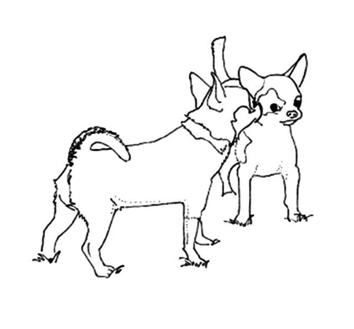 Easy And Cute Chihuahua Coloring Page