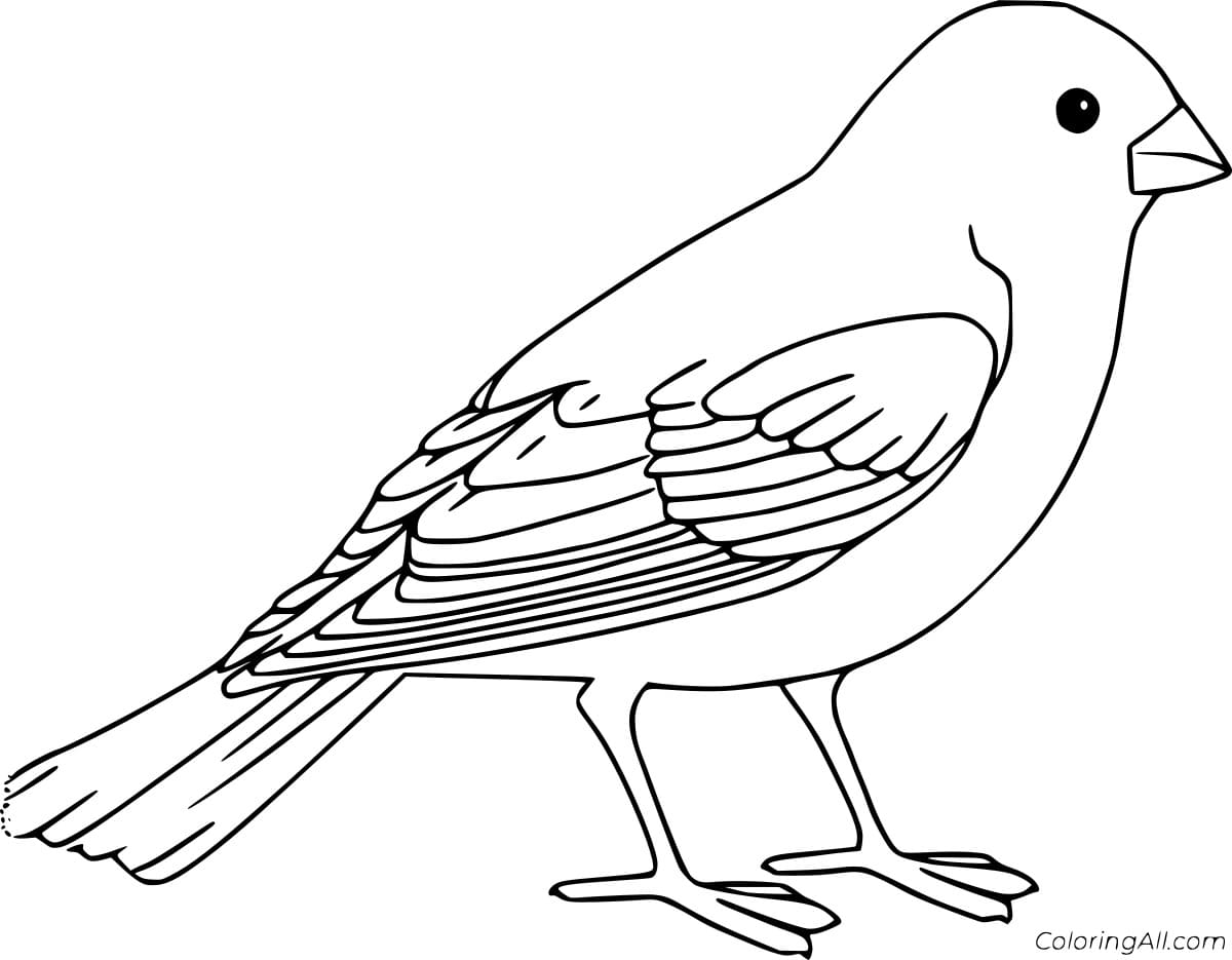 Easy Realistic Robin Coloring Page