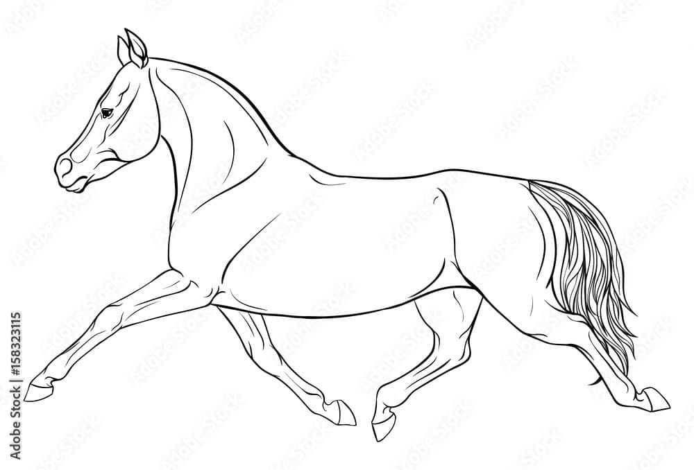 Equestrian sport Coloring Page