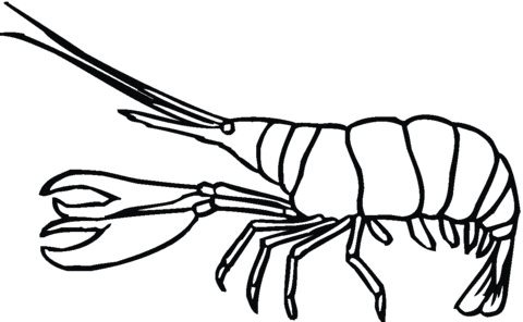 European Lobster Coloring Page