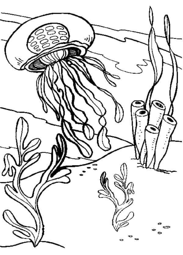 Fish And Seaweed Image Coloring Page