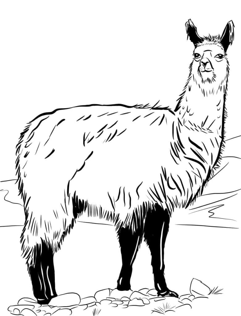 Fluffy llama Coloring Page