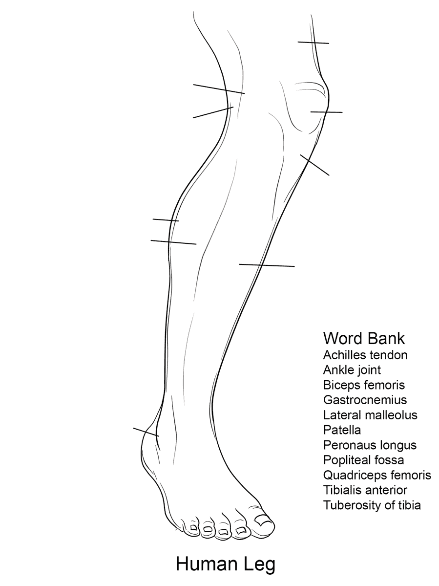 Foot Bones Anatomy Worksheet