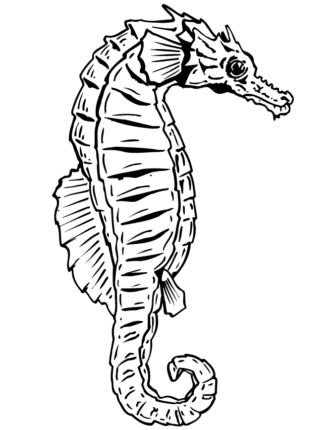 Free Seahorse Image Coloring Page
