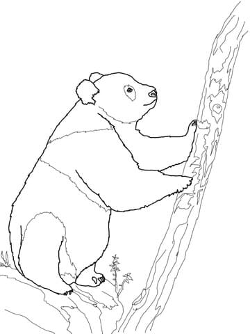 Giant Panda Bear For Kids Coloring Page