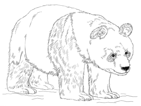 Giant Panda Bear Image Coloring Page
