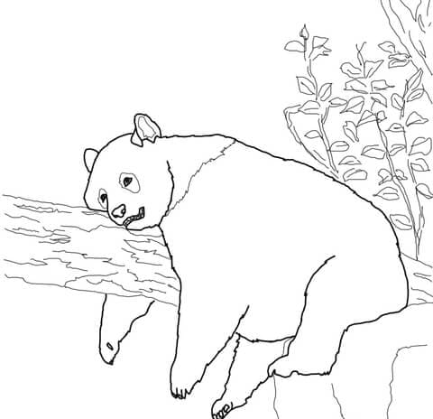 Giant Panda For Kids Coloring Page