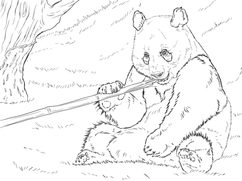 Giant Panda Is Eating Bamboo Coloring Page