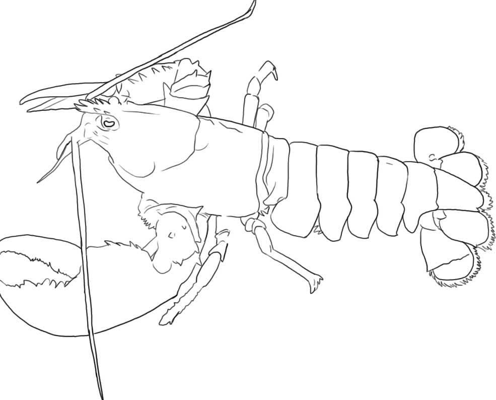 How To Draw A Lobster Coloring Page