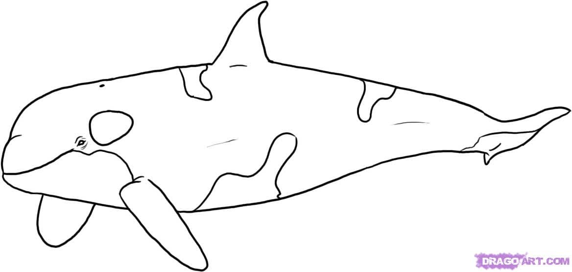 How to Draw A Easy Killer Whale