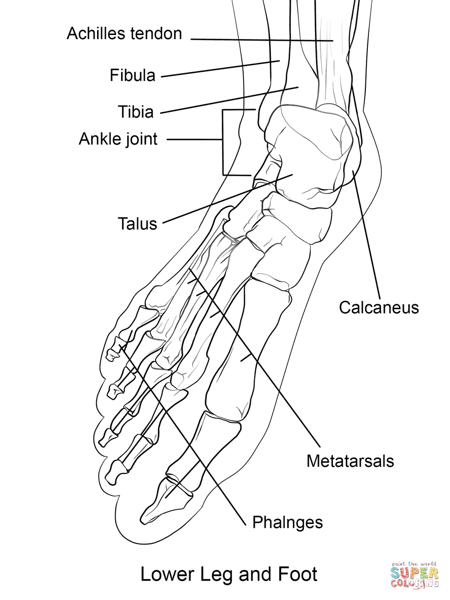Human Foot Bones