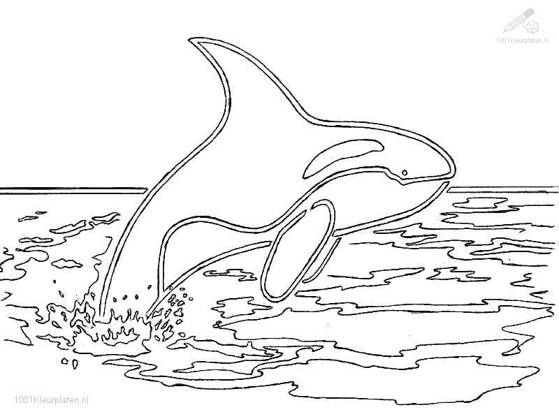 Image Killer Whale Cute Coloring Page