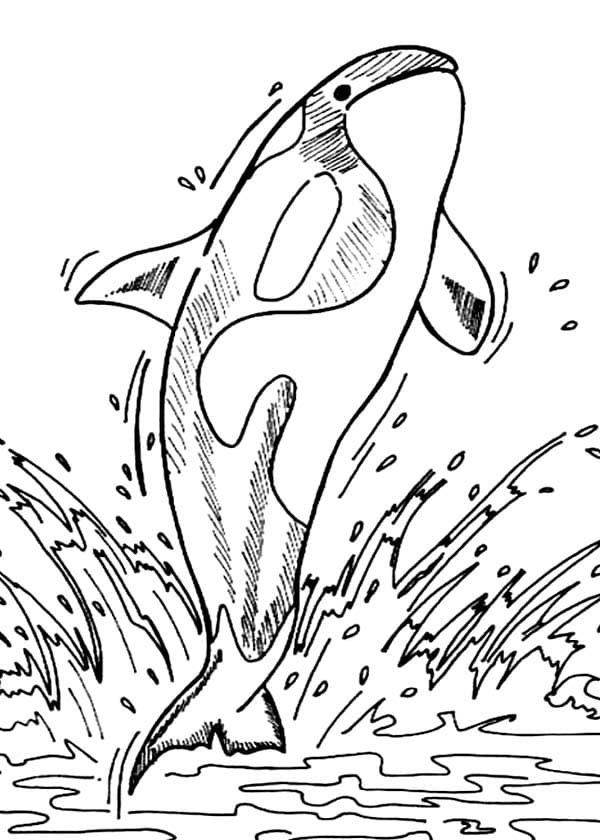 Image Killer Whale Lovely Coloring Page