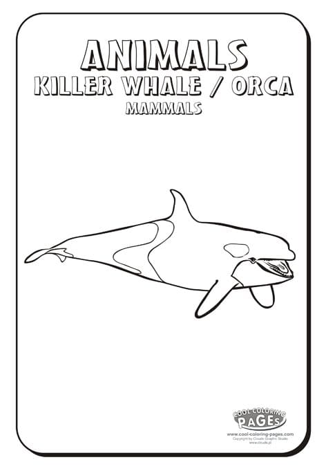 Image Killer Whale Sweet Coloring Page