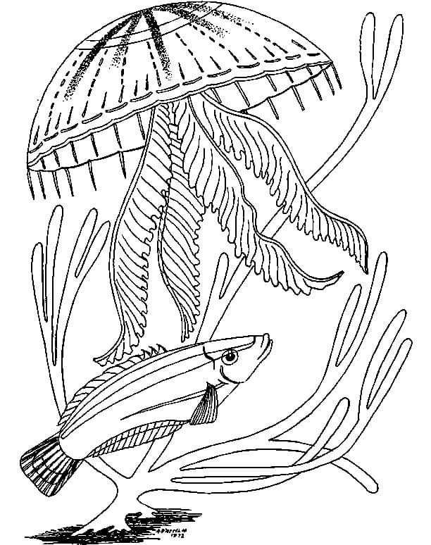 Image Of Jellyfish Coloring Page