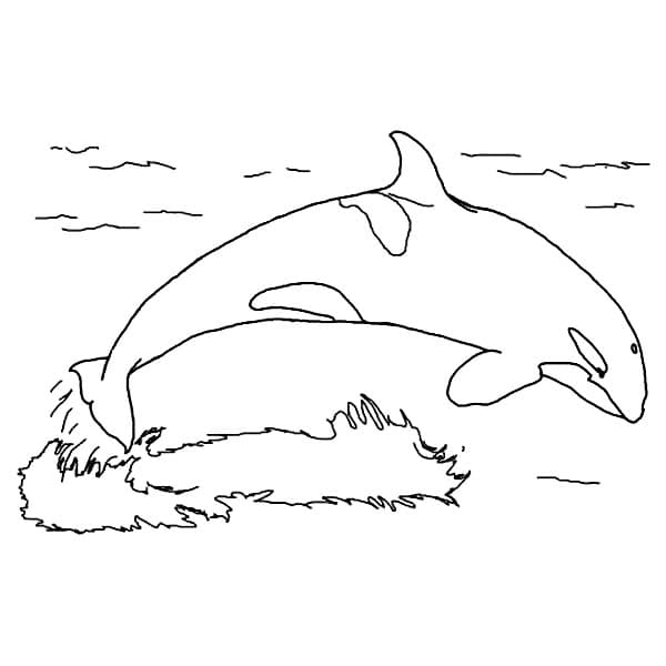 Image Of Orca Whale Cute Coloring Page