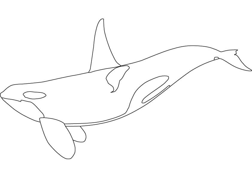 Image Of Orca Whale Cute
