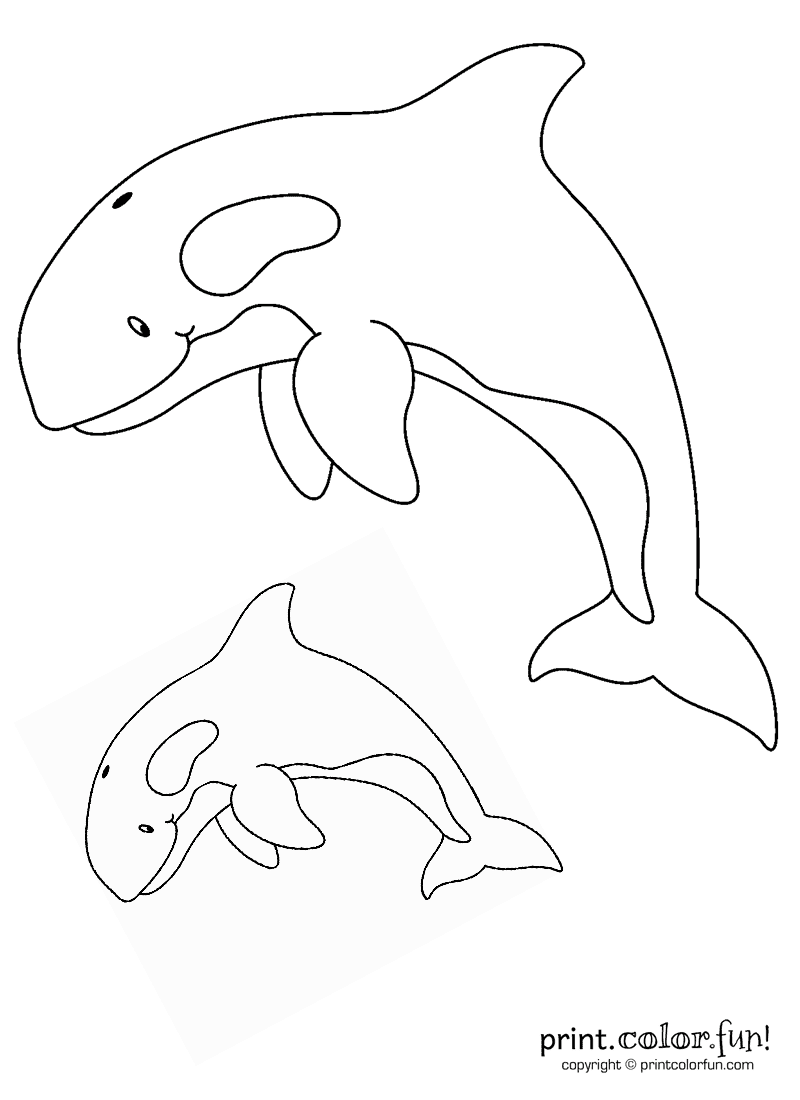 Image Of Orca Whale Coloring Page
