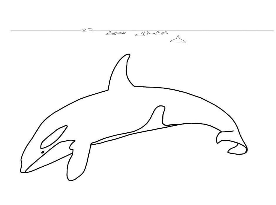 Image Orca Whale