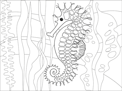 Image Seahorse For Children Coloring Page
