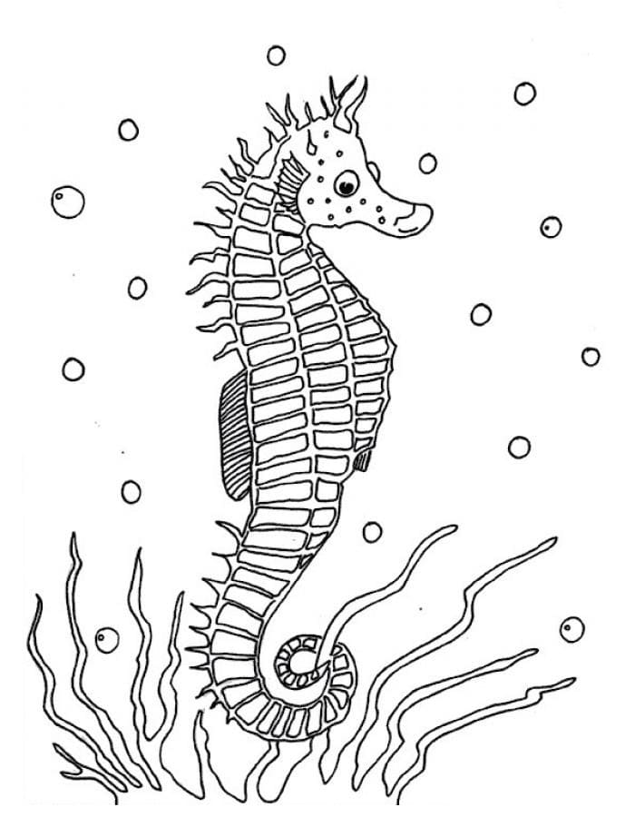 Image Seahorse Picture Coloring Page