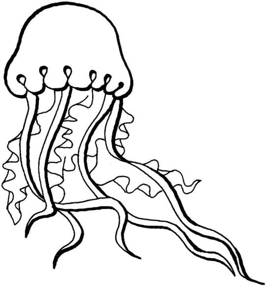 Jellyfish Charming Coloring Page