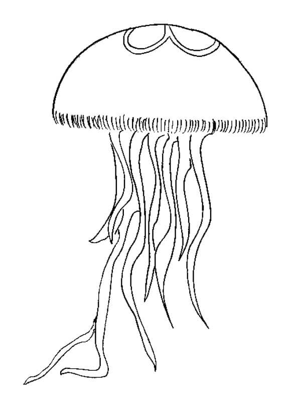 Jellyfish Coloring Image Coloring Page