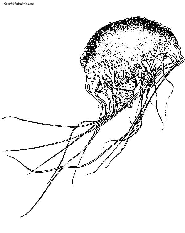 Jellyfish Cute For Children Coloring Page
