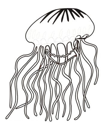 Jellyfish Cute For Kids Coloring Page