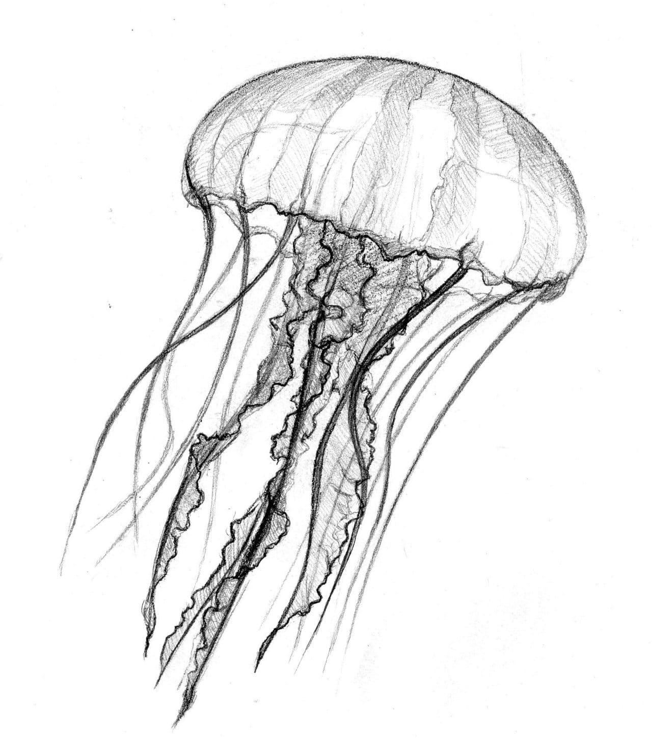 Jellyfish Drawing Sketch