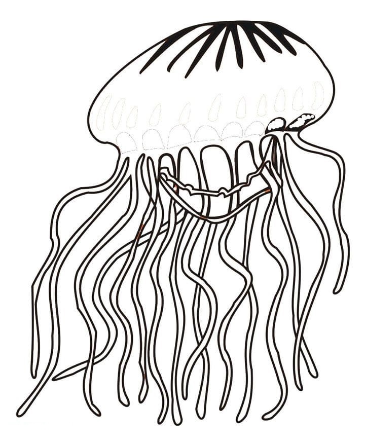 Jellyfish For Children Image