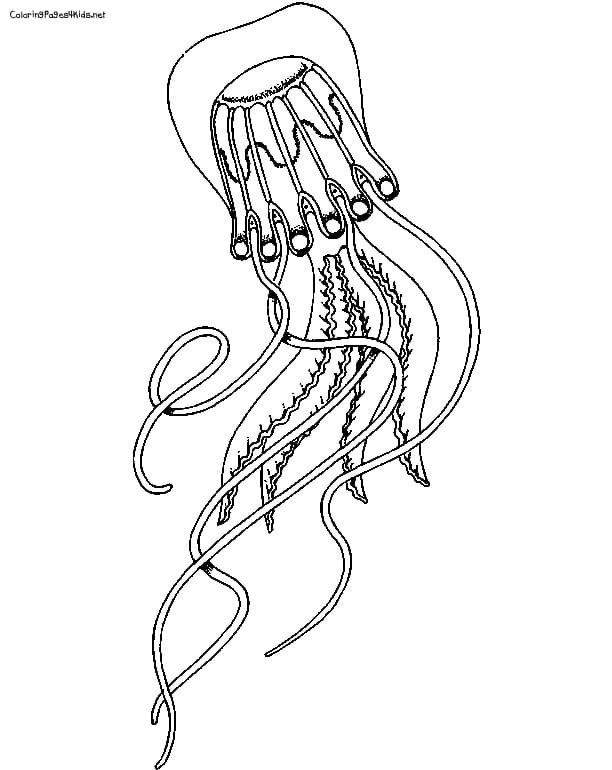 Jellyfish Grand