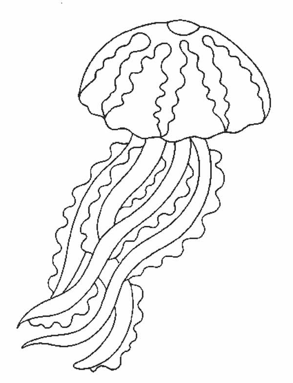 Jellyfish Lovely Image