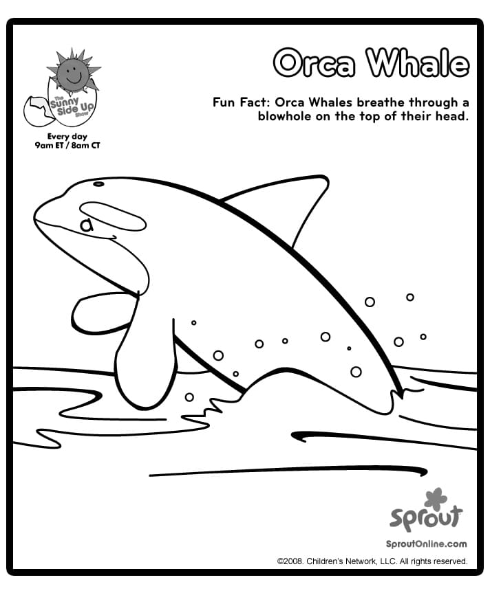 Killer Whale Cute Picture