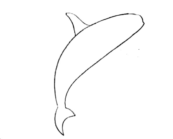 Killer-Whale-Drawing-3