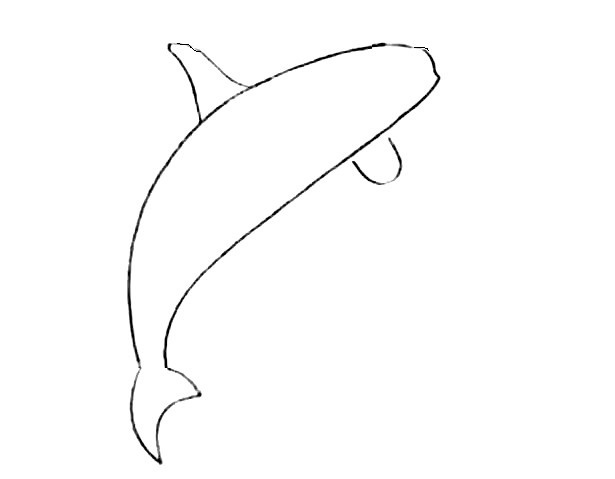 Killer-Whale-Drawing-4