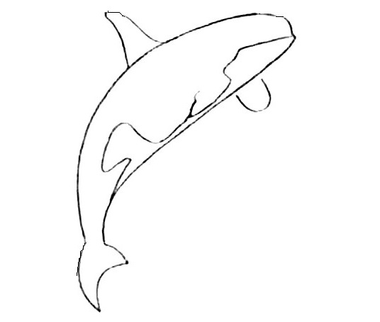 Killer-Whale-Drawing-5