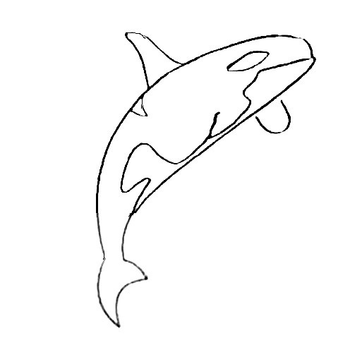 Killer-Whale-Drawing-6