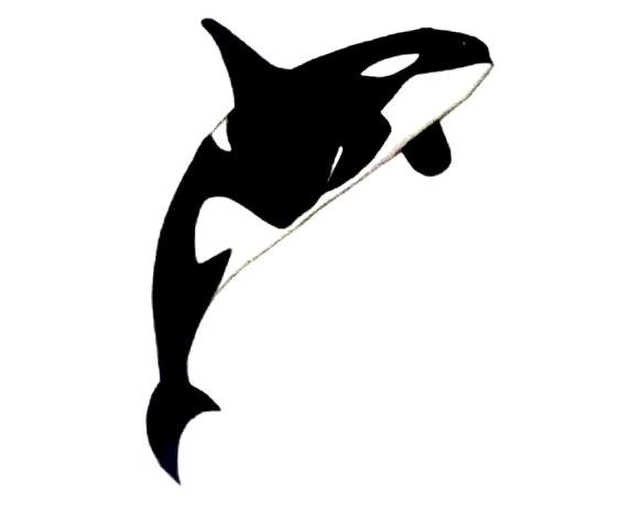 Killer-Whale-Drawing-7