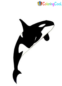8 Easy Steps To Create A Killer Whale Drawing – How To Draw A Killer Whale Coloring Page