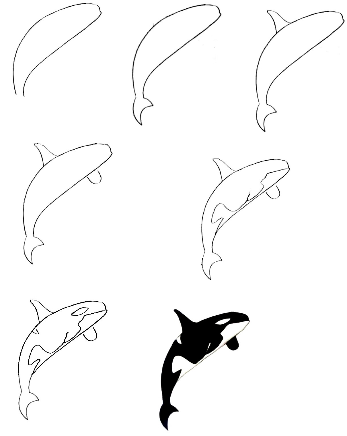 Killer-Whale-Drawing