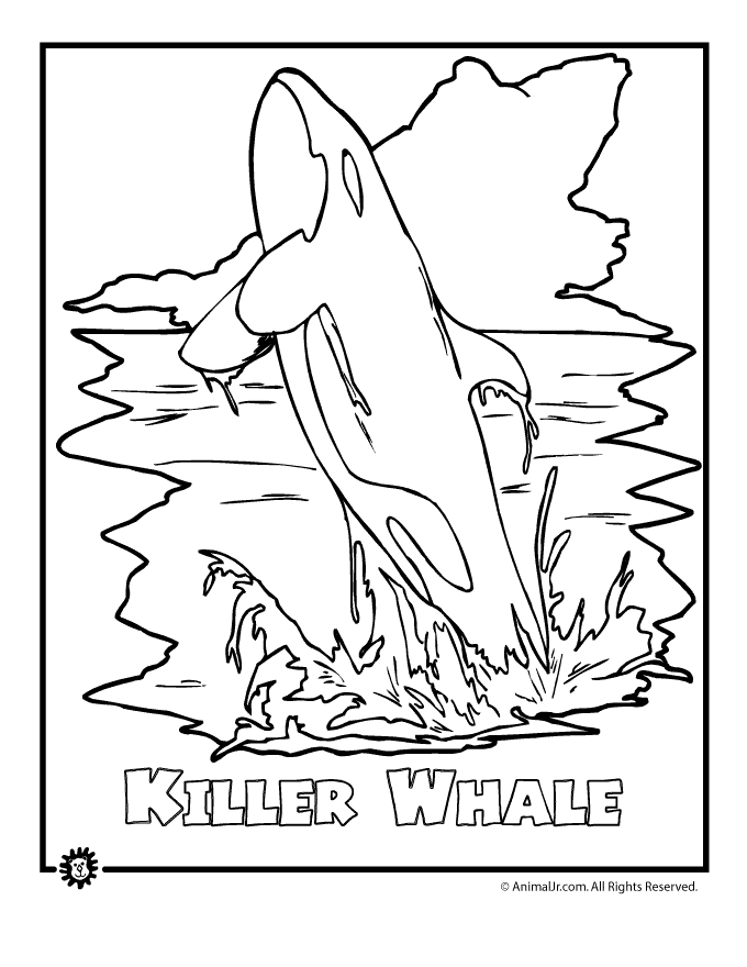 Killer Whale Endangered Animal Image