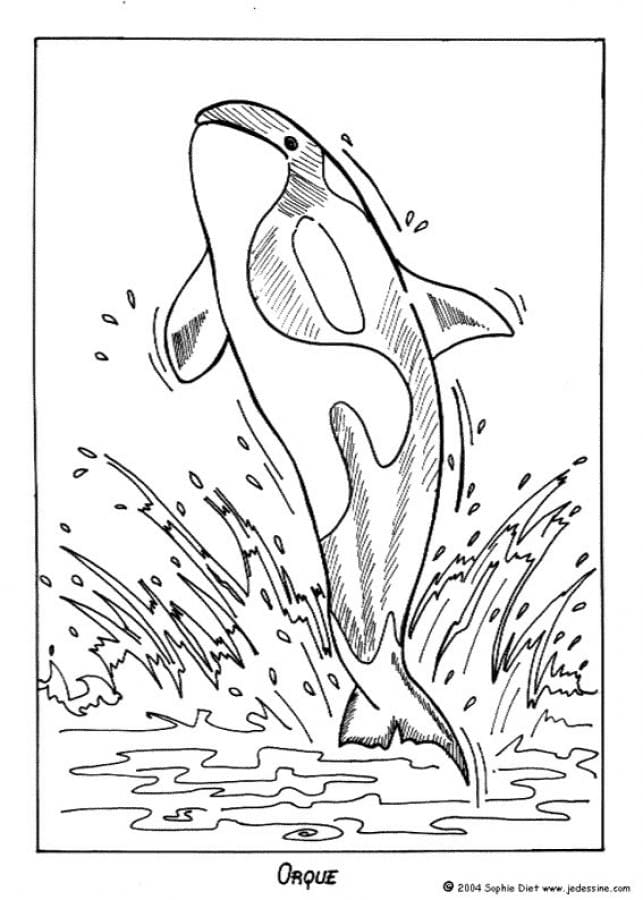 Killer Whale Image For Kids