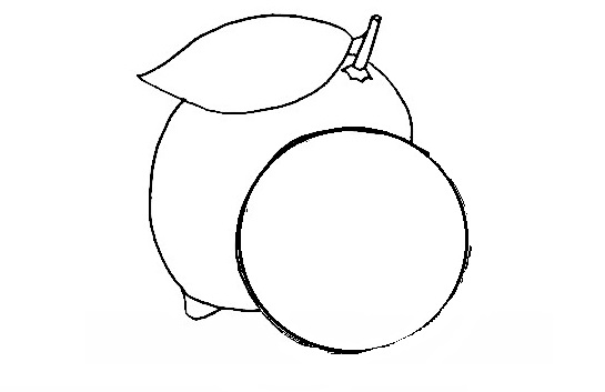 Lemon-Drawing-8
