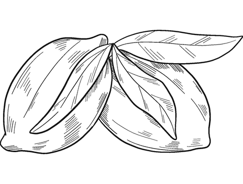 Lemons Picture For Kids Coloring Page