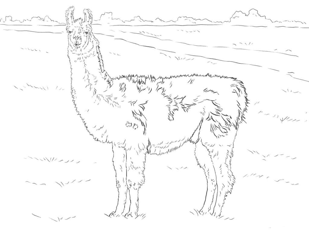 Llama In The Field Image