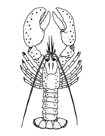 Lobster Cute Image Coloring Page