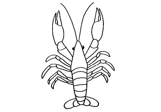 Lobster-Drawing-8