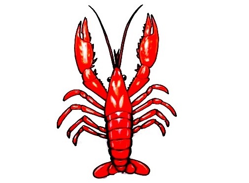 Lobster-Drawing-9