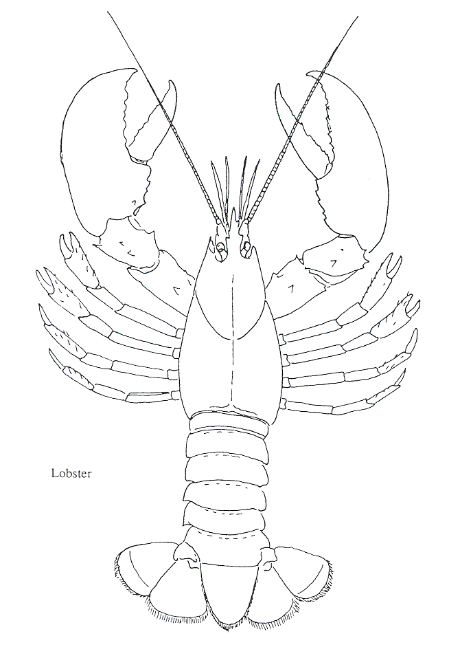 Lobster Drawing Coloring Page